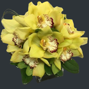 CYMBIDIUM CUBE