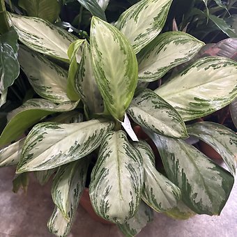 CHINESE EVERGREEN