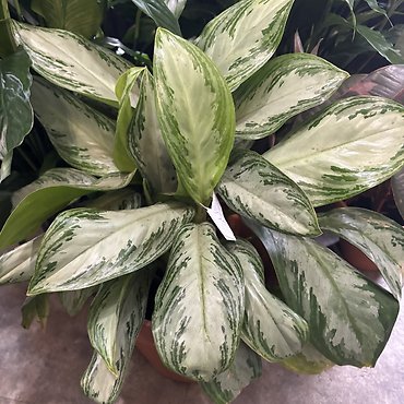 CHINESE EVERGREEN
