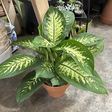 DIEFFENBACHIA