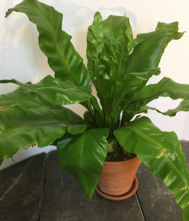 BIRDS NEST FERN