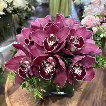 CYMBIDIUM CLUSTER