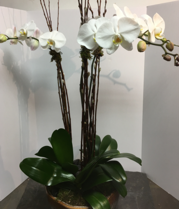 DOUBLE PHALAENOPSIS ORCHID