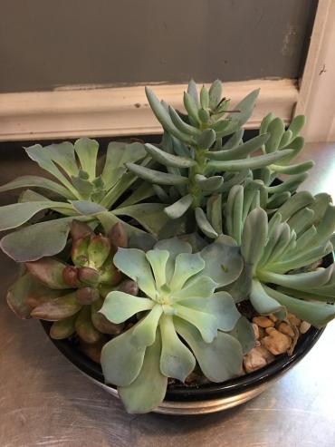 SUCCULENT GARDEN