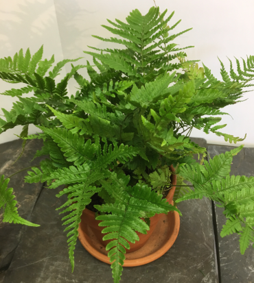 TABLE FERN