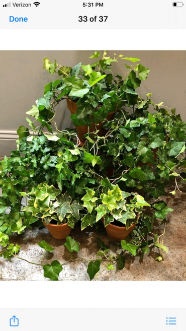 English ivy