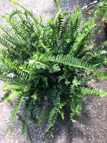 BOSTON FERN