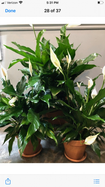 Spathiphyllum - Peace lily